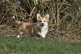 CORGI PEMBROKE 824
